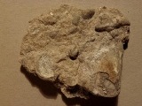Blokke med flere forskellige fossiler
